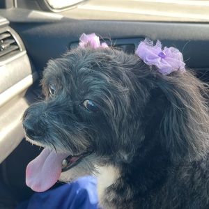 Meet your Posher, Josephine